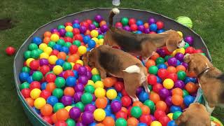 Paws in the Pit: Beagles Bounce and Play