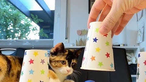 Are cats smart enough for a shell game?