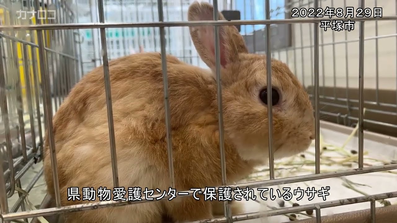 多頭飼育崩壊のウサギ譲渡へ 県や保護団体 求む飼い主 動画 カナロコ By 神奈川新聞 多頭飼育崩壊のウサギ譲渡へ 県や保護団体 求む飼い主 動画 カナロコ By 神奈川新聞