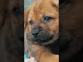 Dogs Can Feel Your Heartbeat