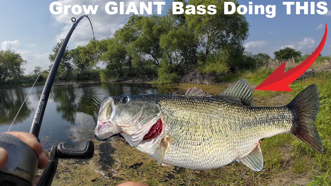 We Culled The Bass Out Of Our Pond To Grow GIANTS {Catch Clean Cook}
