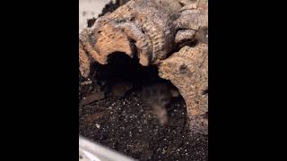 So Fast Tarantula Feeding Video Theraphosa Apophysis