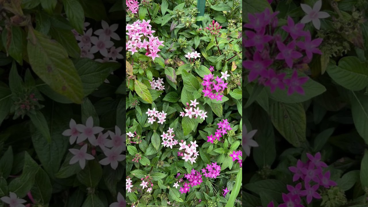 #adnan #islamicreminder #sunnah #quran #deen #islamicquotes #toha #islamicart #waz #islamicpost