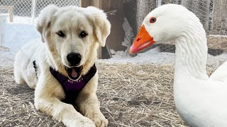 Nervous Puppy Explores the Farm