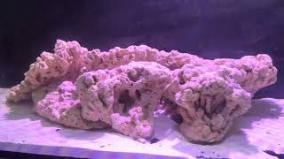 Aquarium New For Mantis Shrimp