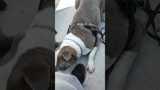 Sweetest Pitbull Beautiful Bella 4