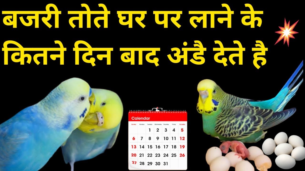 Bajri Tote Ghar Par Laane Kai Kitnai Days Baad Eggs Dete Hain Bajri