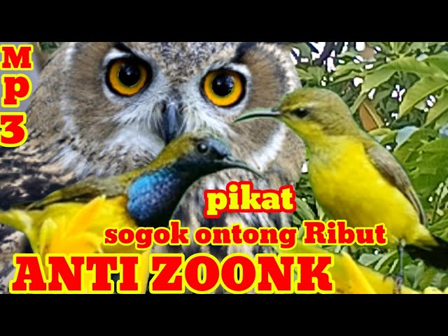 suara pikat burung sogok ontong ribut paling ampuh durasi panjang Anti zoonk class=