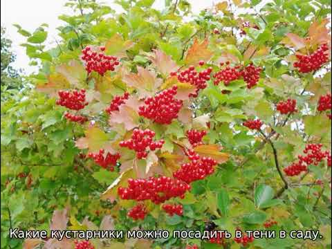 Какие плодовые деревья и кустарники можно сажать в тени.