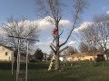 DIY Tree Removal - How to Cut Down a Tree