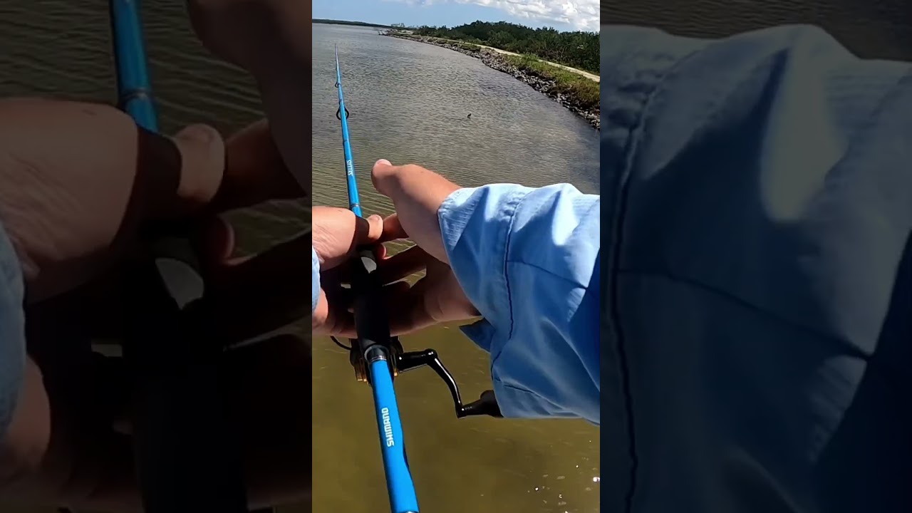 Redfish crushed my gulp shrimp 