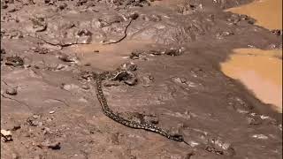 Taking a Southern African Python back home