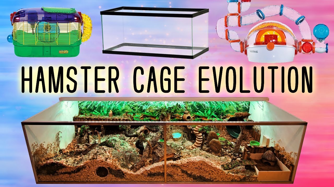 rainforest hamster cage