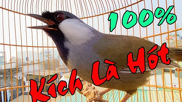Khướu Hót giọng rừng NHIỀU GIỌNG KÈM TIẾNG BẮT CÔ TRÓI CỘT  kích khướu bổi,luyện khướu bổi hót hay