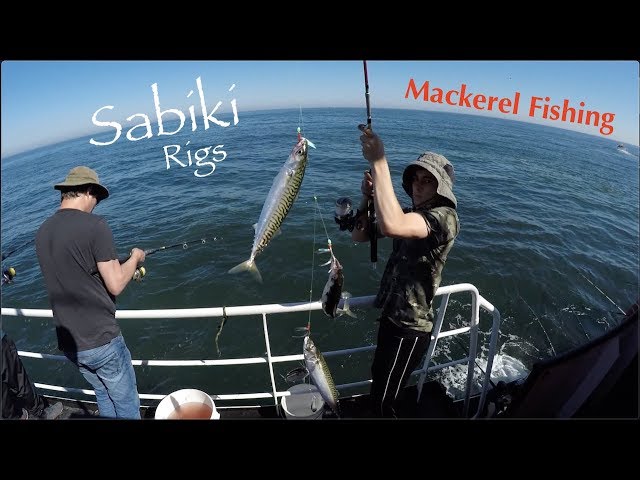 Catching Mackerel On Sabiki Rigs!  Caught Hundreds of Fish In a Few  Hours!! 