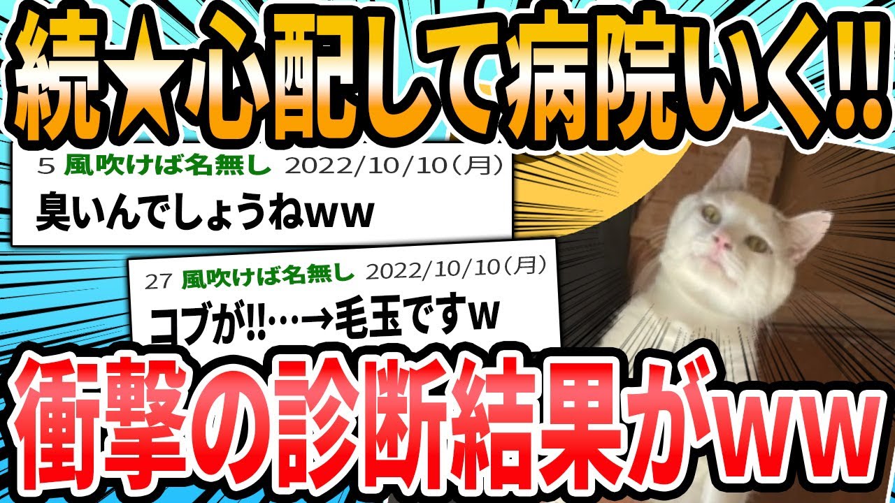 【猫ちゃん編】ドクターに言われた衝撃的な言葉【2ch面白いスレ】