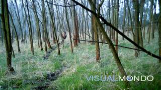 Wölfe jagen Hirsche in Brandenburger Wald