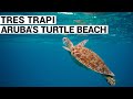 Wow! Swimming with 5 TURTLES at TRES TRAPI Beach in ARUBA 🇦🇼