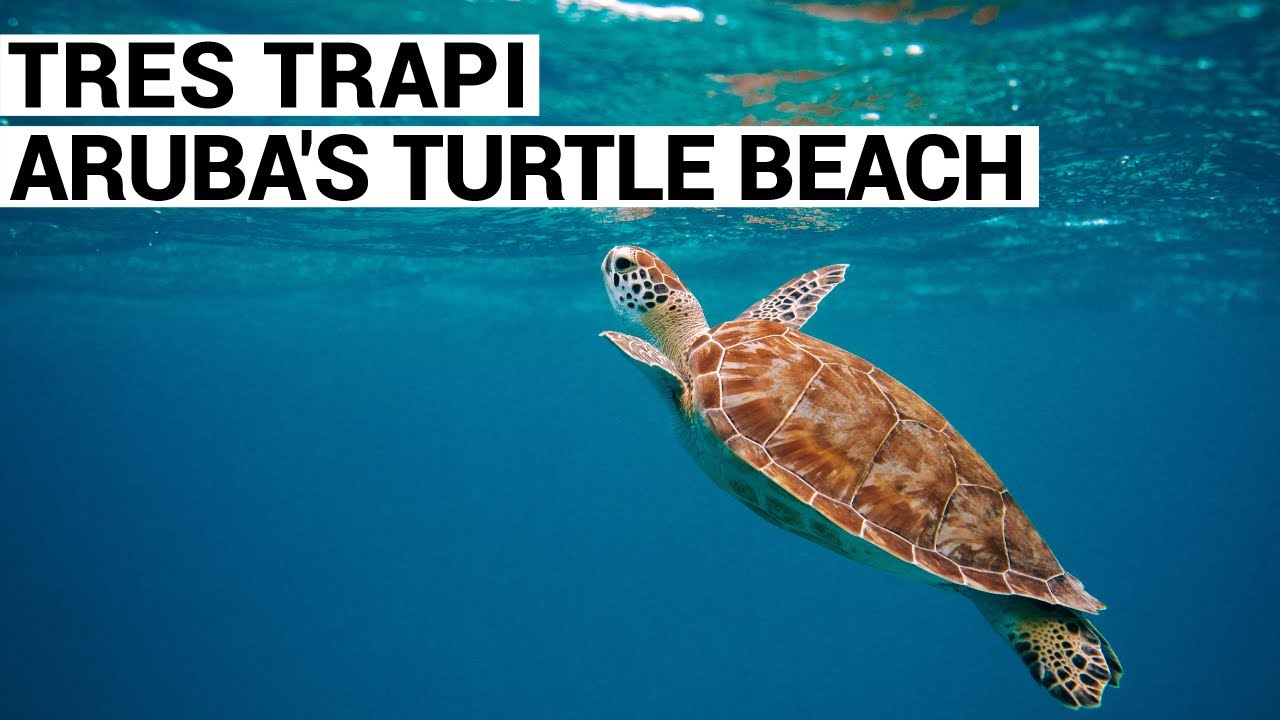Wow! Swimming with 5 TURTLES at TRES TRAPI Beach in ARUBA 🇦🇼