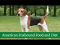 American Foxhound || American Foxhound Size || American Foxhound Food and Diet
