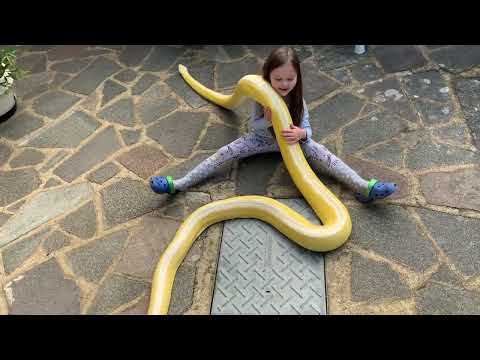 Reticulated Python gets tangled up with my daughter outside.