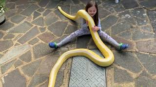 Reticulated Python gets tangled up with my daughter outside. Wealth
