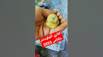 كناري الجلوستر طفرات مواصفات 