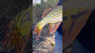 Golden Pike 🍯 Un luccio dai colori straordinari 🐊 #pikefishing #pike #goldenpike