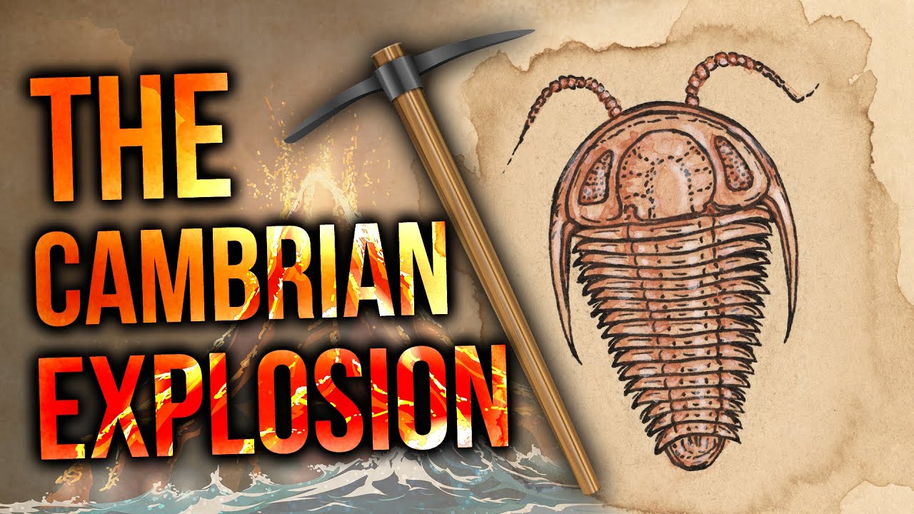 The Cambrian Explosion | David Rives