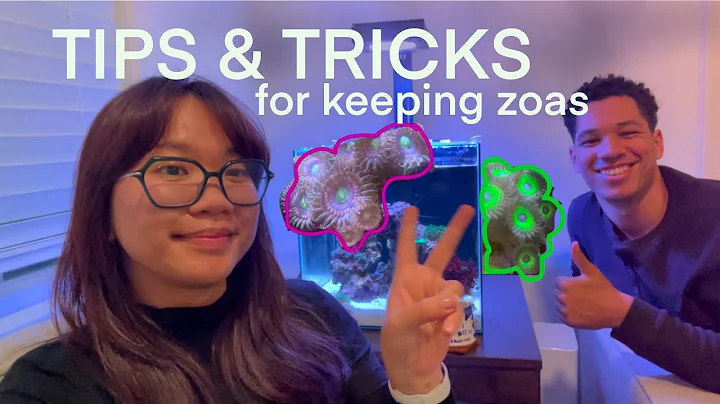 WE STARTED OUR FIRST ZOA GARDEN + CARE TIPS (Nano Reef Ep 2: First Corals)