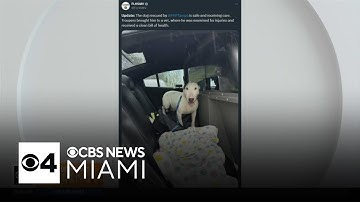 This dog was tied to a pole and left to die. Here