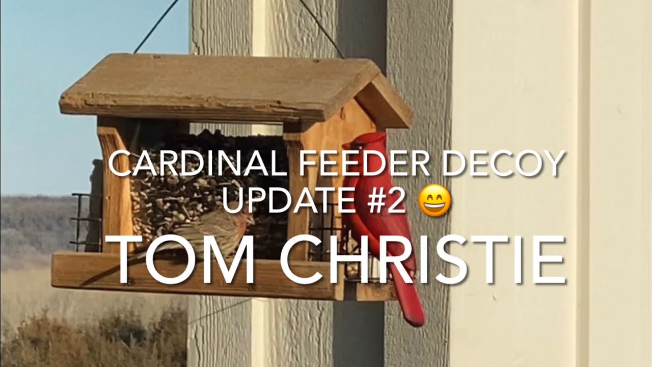 Cardinal Feeder Decoy Update #😄2 - YouTube
