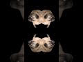 Dancing pugs