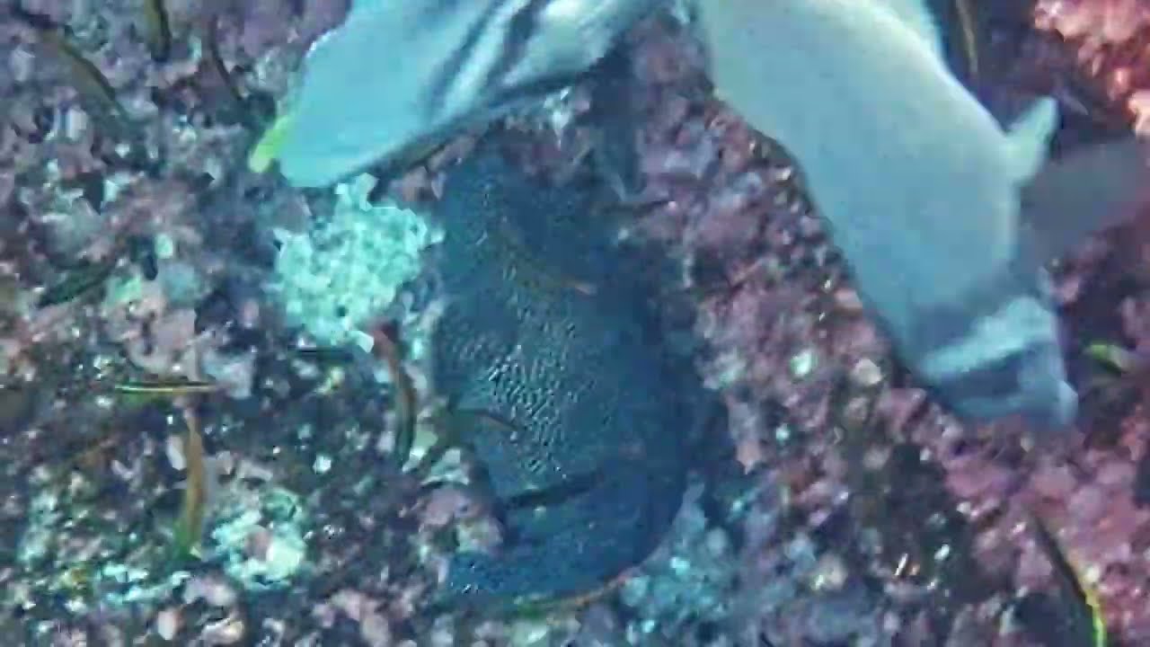 Guineafowl Pufferfish (Marchena Island)