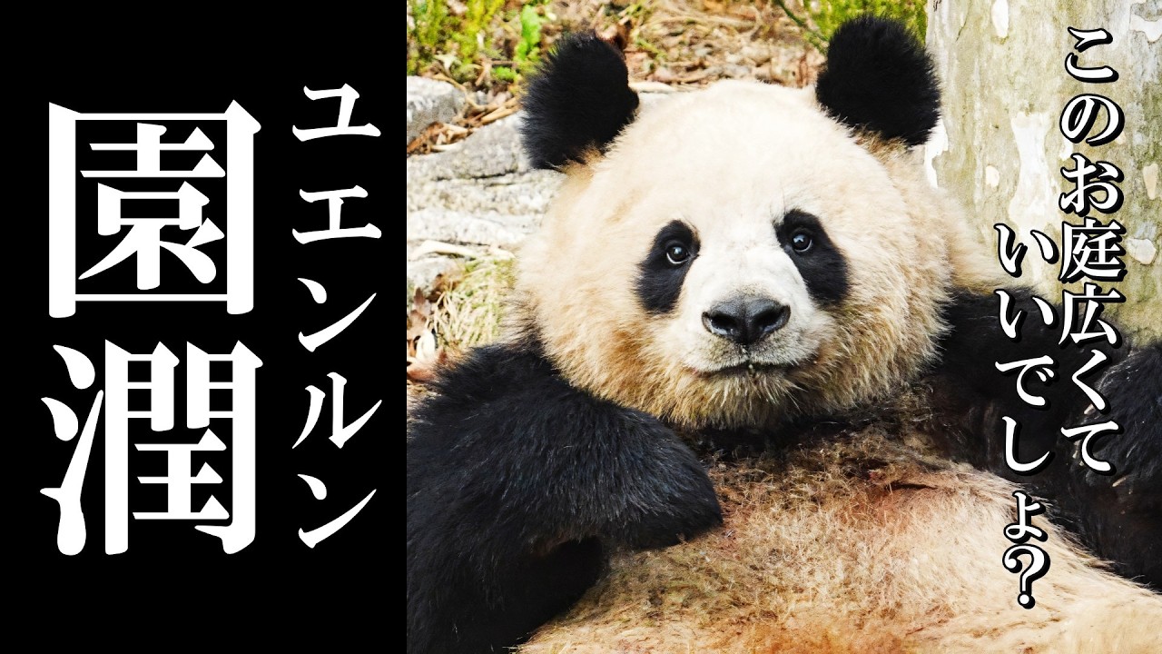 お気に入りのお庭でゆったり過ごす园润(ユエンルン)ママ✨