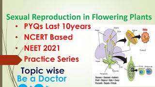 Sexual Reproduction In Flowering Plant class PYQ For NEET 2021