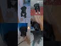 cachorro