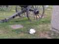 Gettysburg  my rabbits05september2014