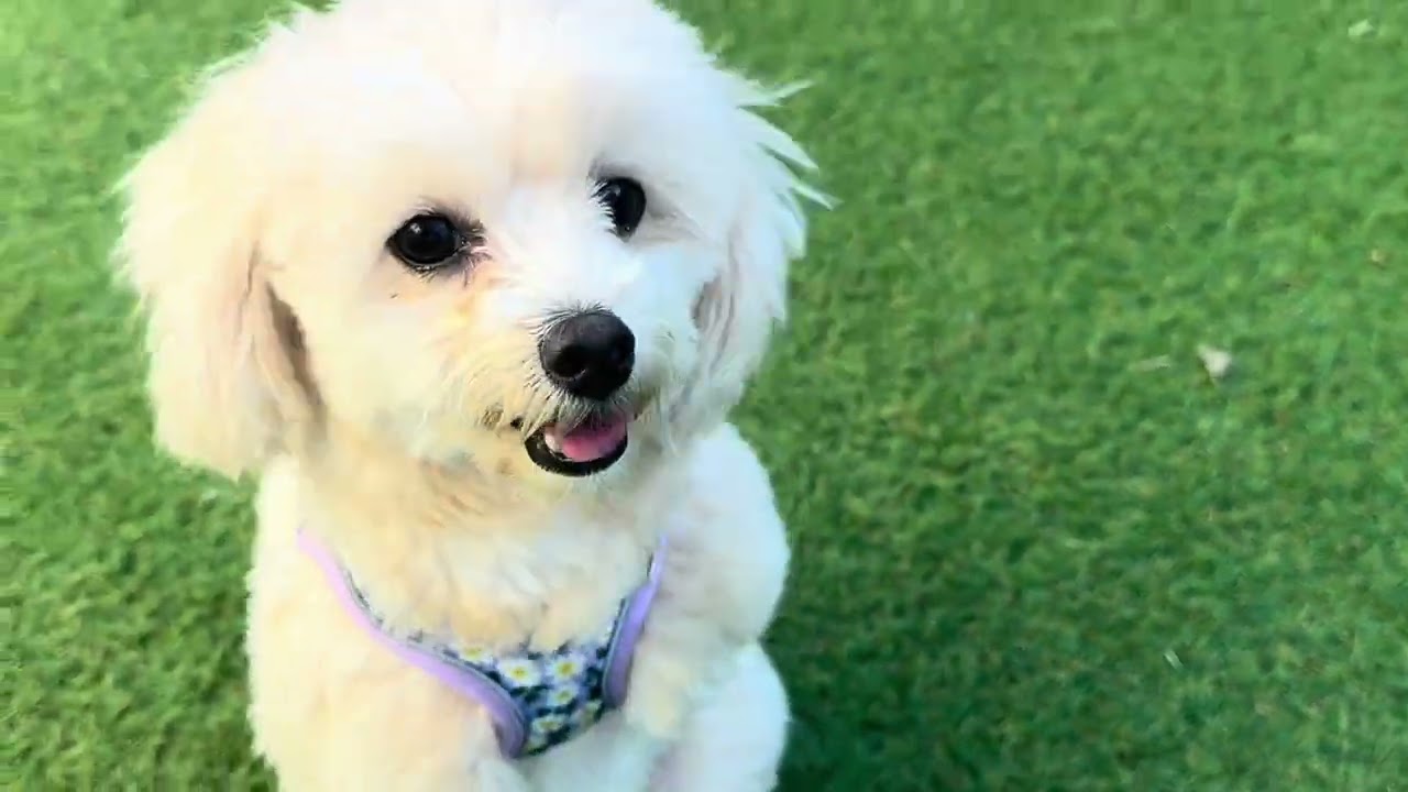 Happy dog                        2026年1月18日