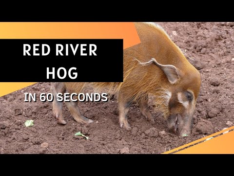 Red river hog