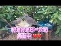 2022/7/10✴︎キジバト✴︎ブルーノの求愛ダンス