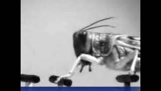 Beware, big brains -- the locusts are watching