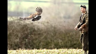HARRIS HAWK WOODY GOES HUNTING HARE WITH EAGLES