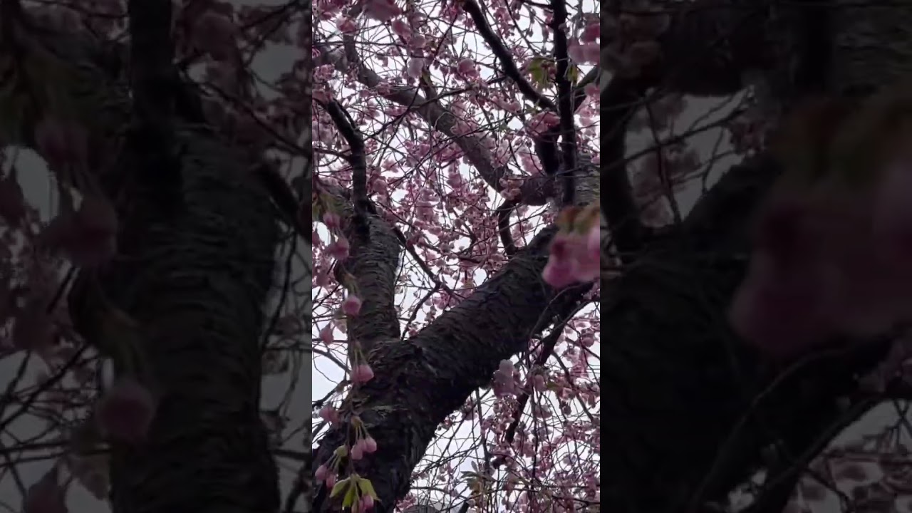 Cherry Blossoms’ season in Stockholm, Sweden!