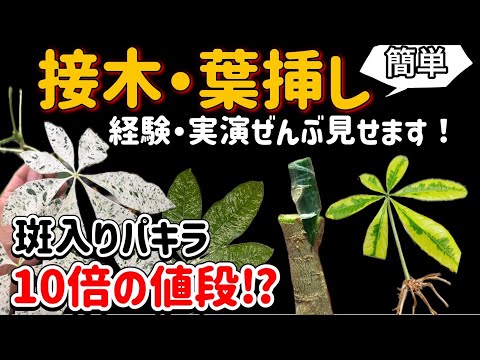 A thorough explanation of how to graft, take leaf cuttings, and
