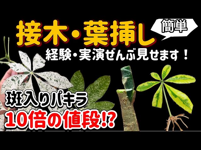 A thorough explanation of how to graft, take leaf cuttings, and