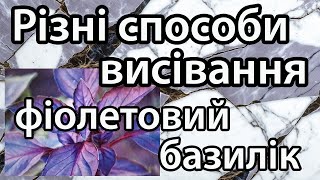 Базилік ( частина 3) Висівання базиліка на розсаду і одразу результат в цьому відео.