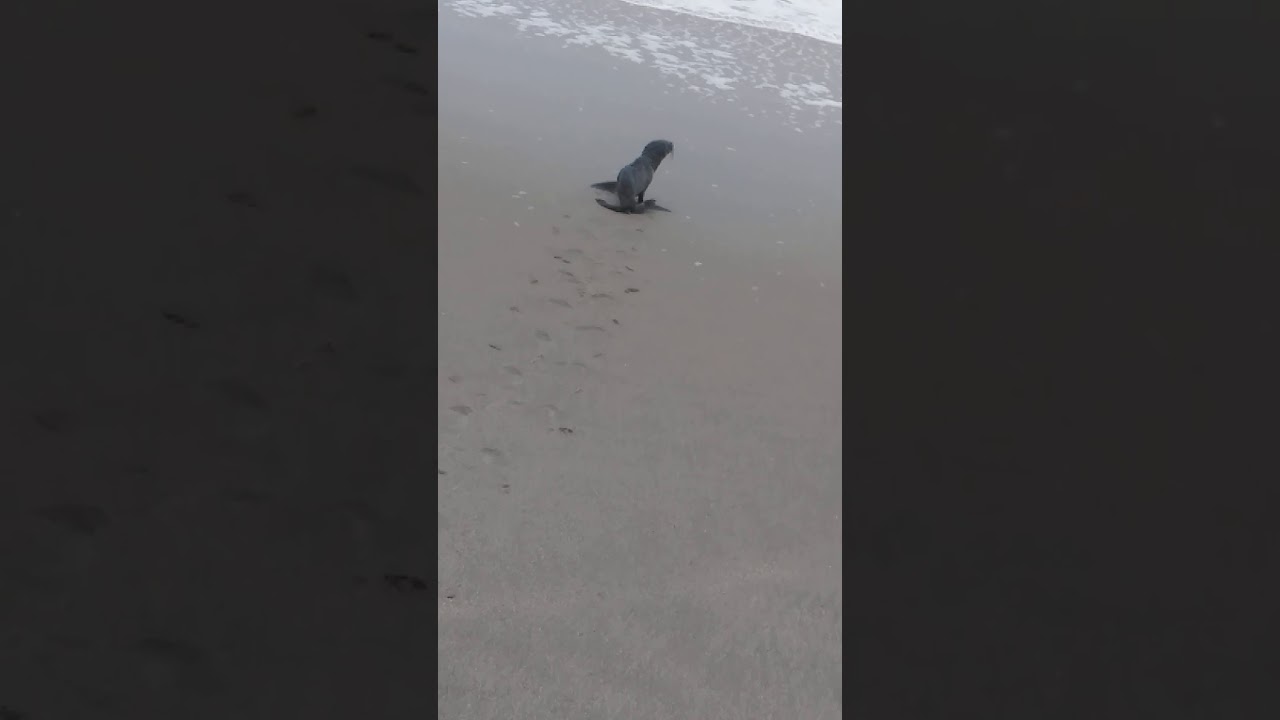 Namibia the seal Colony