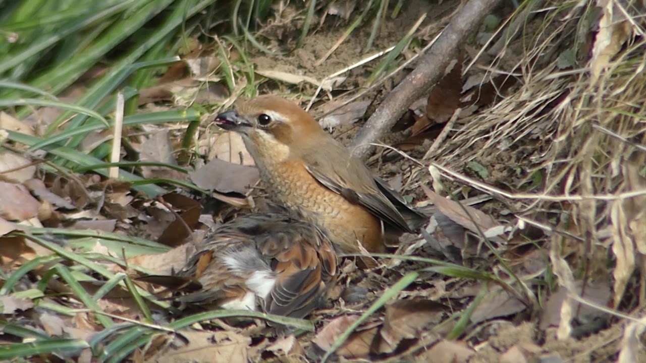 猛禽モズ Bird of prey Bull-headed shrike 