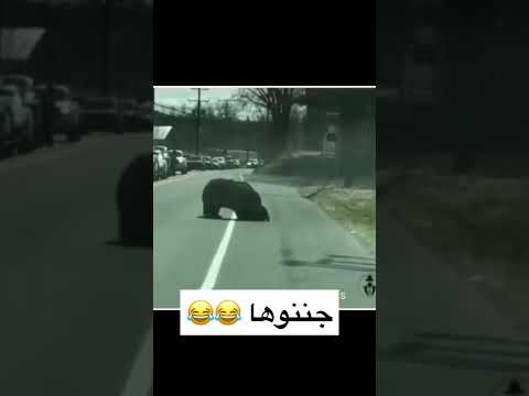 ام لطفليين و هي بتعدي الشارع ام أمومة جنان حيوانات 